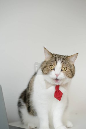 Geschäftskonzept mit gestromtem schottischen Katzenkostüm mit Krawatte beim Sitzen auf weißem Tisch