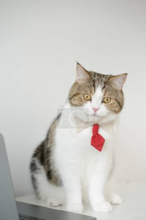 concept d'entreprise avec costume de chat écossais tabby avec cravate pendant assis sur une table blanche