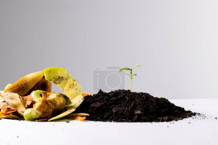 Téléchargez les photos : Déchets organiques de fruits et légumes pour le compostage et les semis dans un sol sombre, avec espace de copie. Écologie, croissance, soins et concept de nature. - en image libre de droit