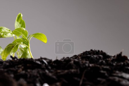 Foto de Plántulas verdes en suelo oscuro rico sobre fondo gris con espacio de copia. Ecología, crecimiento, cuidado y concepto de naturaleza. - Imagen libre de derechos