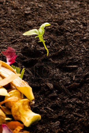 Téléchargez les photos : Vertical de déchets organiques pour le compostage et les semis dans un sol sombre, avec espace de copie. Écologie, croissance, soins et concept de nature. - en image libre de droit