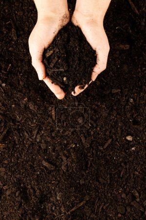 Téléchargez les photos : Image verticale d'une paire de mains coupant du sol tourbé riche foncé et des morceaux d'écorce. Écologie, croissance, soins et concept de nature. - en image libre de droit