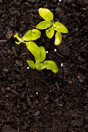 Téléchargez les photos : Image aérienne verticale de semis verts dans un sol sombre avec engrais, avec espace de copie. Écologie, croissance, soins et concept de nature. - en image libre de droit