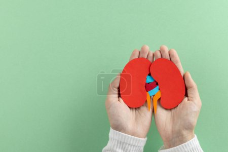 Composition of hands holding kidneys on green background with copy space. Medical services, healthcare and health awareness concept.