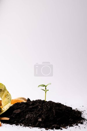 Téléchargez les photos : Vertical de déchets végétaux organiques pour le compostage et les semis dans un sol sombre, avec espace de copie. Écologie, croissance, soins et concept de nature. - en image libre de droit