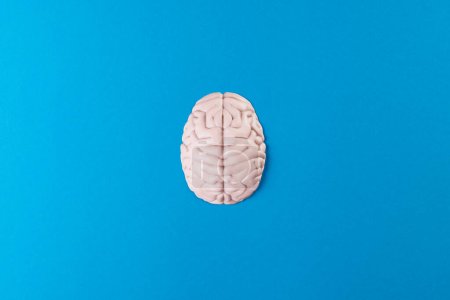 Téléchargez les photos : Composition aérienne du cerveau blanc sur fond bleu avec espace de copie. Médecine, santé mentale, science et santé concept. - en image libre de droit
