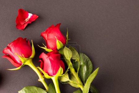Foto de Imagen de primer plano de rosas y pétalos rojos y espacio de copia sobre fondo negro. Día de San Valentín, amor y romance concepto. - Imagen libre de derechos