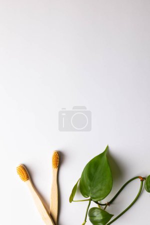 Foto de Image of two eco toothbrushes and plant with copy space on white background. Plastic free beauty, health and beauty, sustainability concept. - Imagen libre de derechos