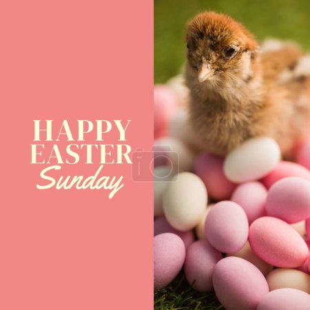 Photo for Composite of cute baby chicken with colorful easter eggs and happy easter sunday text, copy space. Pink background, young bird, sweet food, tradition, christianity, celebration, cultures and holiday. - Royalty Free Image
