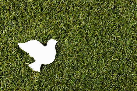 Téléchargez les photos : Gros plan de colombe blanche avec espace de copie sur fond d'herbe. Concept de mouvement pour la paix et contre la guerre. - en image libre de droit