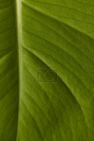 Foto de Primer plano de hoja verde con venas y costilla central, espacio para copiar. Color, naturaleza y textura. - Imagen libre de derechos