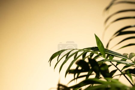 Téléchargez les photos : Gros plan de la plante avec des feuilles vertes et ombre sur fond jaune avec espace de copie. Couleur, nature et texture. - en image libre de droit
