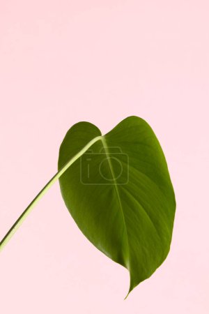 Photo for Close up of green leaf on pink background with copy space. Colour, nature and texture. - Royalty Free Image