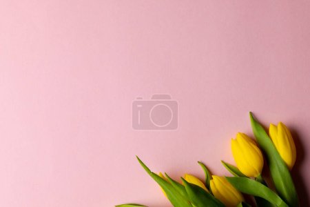 Téléchargez les photos : Image of yellow tulips with copy space on pink background. Mothers day, nature and spring concept. - en image libre de droit