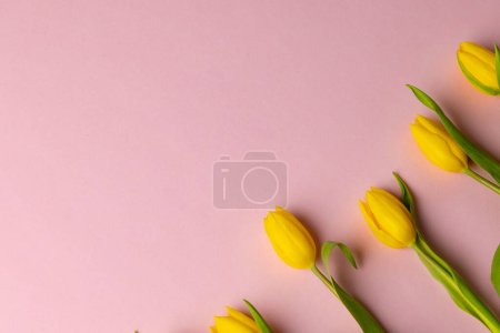 Foto de Image of yellow tulips with copy space on pink background. Mothers day, nature and spring concept. - Imagen libre de derechos