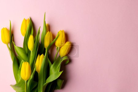 Photo for Image of yellow tulips with copy space on pink background. Mothers day, nature and spring concept. - Royalty Free Image