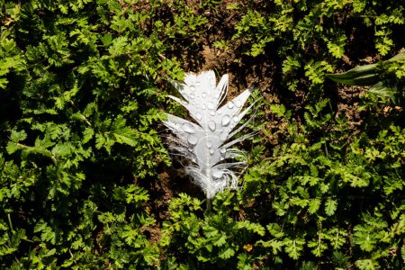 Foto de Primer plano de pluma blanca con gotas de agua y arbusto en el día soleado. Naturaleza, clima, crecimiento y tranquilidad. - Imagen libre de derechos