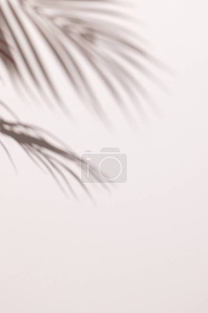 Photo for Close up of shadow of palm leaves and copy space on white background. Shadow, plant, shape and colour concept. - Royalty Free Image
