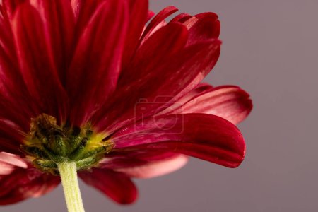 Photo for Micro close up of red flower with copy space on grey background. Micro photography, flower, pattern, texture and colour concept. - Royalty Free Image