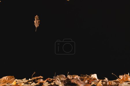 Foto de Hoja de otoño cayendo con espacio de copia sobre fondo negro. Otoño, otoño, halloween, tradición y concepto de celebración. - Imagen libre de derechos