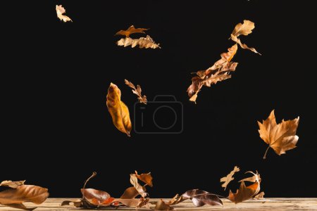 Photo for Autumn leaves falling with copy space on black background. Fall, autumn, halloween, tradition and celebration concept. - Royalty Free Image