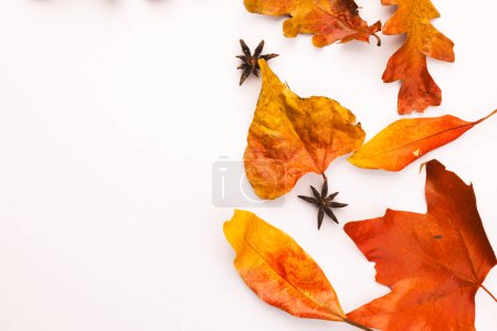 Foto de Hojas de otoño y estrellas de anís con espacio de copia sobre fondo blanco. Otoño, otoño, halloween, tradición y concepto de celebración. - Imagen libre de derechos