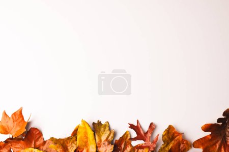 Téléchargez les photos : Feuilles d'automne avec espace de copie sur fond blanc. Automne, automne, Halloween, concept de tradition et de célébration. - en image libre de droit