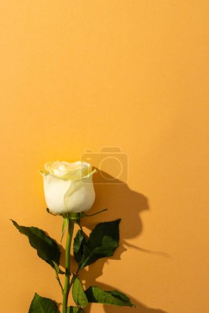 Foto de Imagen vertical de flor de rosa blanca y espacio de copia sobre fondo naranja. Concepto de flor, planta, forma, naturaleza y color. - Imagen libre de derechos