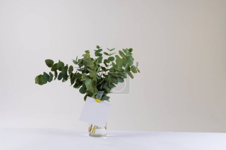 Téléchargez les photos : Brindilles de plantes vertes avec feuilles et carte blanche avec espace de copie sur fond blanc. Concept de plante, forme, nature et couleur. - en image libre de droit