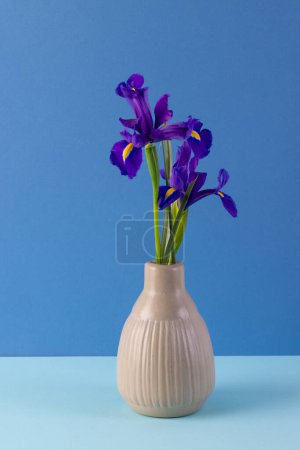 Foto de Imagen vertical de flores púrpuras en jarrón y espacio de copia sobre fondo azul. Concepto de flor, planta, forma, naturaleza y color. - Imagen libre de derechos