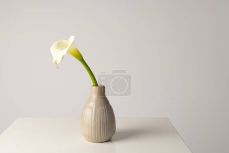 Photo for Kalia flower in vase and copy space on white background. Flower, plant, shape, nature and colour concept. - Royalty Free Image