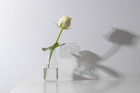 Téléchargez les photos : Fleur rose blanche dans un vase en verre et copiez l'espace sur fond blanc. Fleur, plante, forme, nature et concept de couleur. - en image libre de droit