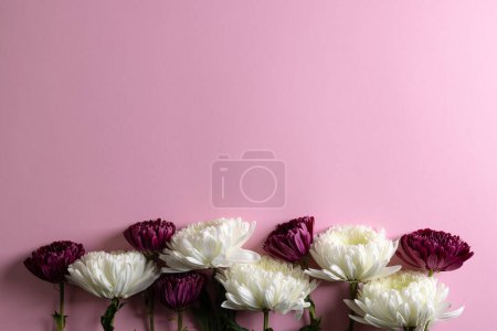 Foto de Flores blancas y moradas con espacio de copia sobre fondo rosa. Concepto de flor, planta, forma, naturaleza y color. - Imagen libre de derechos