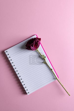 Téléchargez les photos : Image verticale de fleur violette sur carnet et espace de copie sur fond rose. Fleur, plante, forme, nature et concept de couleur. - en image libre de droit
