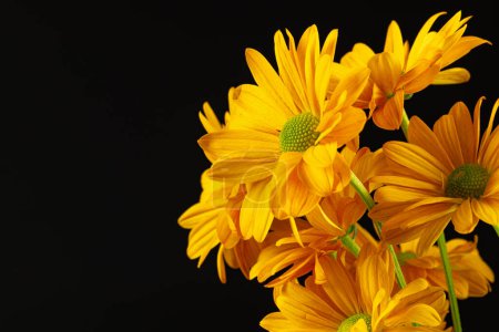 Téléchargez les photos : Fleurs jaunes et espace de copie sur fond noir. Fleur, plante, forme, nature et concept de couleur. - en image libre de droit
