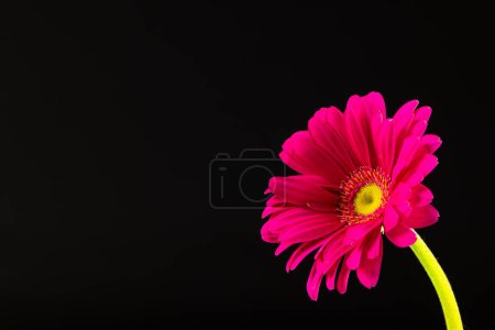 Téléchargez les photos : Gerbera rose fleur et copier l'espace sur fond noir. Fleur, plante, forme, nature et concept de couleur. - en image libre de droit