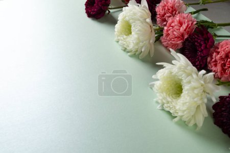 Téléchargez les photos : Fleurs blanches et roses avec espace de copie sur fond vert. Fleur, plante, forme, nature et concept de couleur. - en image libre de droit