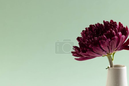Téléchargez les photos : Fleur violette dans un vase blanc et copiez l'espace sur fond vert. Fleur, plante, forme, nature et concept de couleur. - en image libre de droit