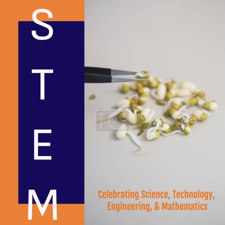 Photo for Composite of stem text with sprouts on white background, copy space. Celebrating science, technology, engineering and mathematics, education, food, tweezer, research, examining concept. - Royalty Free Image