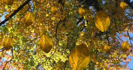 Foto de Imagen de hojas de otoño cayendo contra la vista de los árboles y el cielo azul. Concepto de temporada de otoño y otoño - Imagen libre de derechos