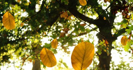 Téléchargez les photos : Image de feuilles d'automne tombant contre la vue du soleil qui brille à travers les arbres. Concept de saison automne et automne - en image libre de droit