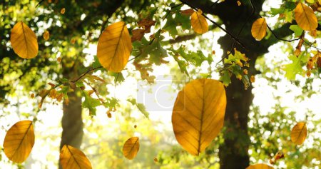 Foto de Imagen de hojas de otoño cayendo contra la vista del sol brillando a través de los árboles. Concepto de temporada de otoño y otoño - Imagen libre de derechos
