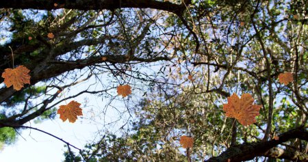 Téléchargez les photos : Image de feuilles d'automne tombant contre la vue des arbres et du ciel bleu. Concept de saison automne et automne - en image libre de droit