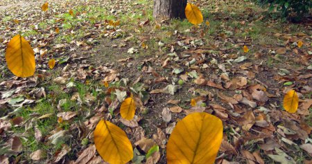 Téléchargez les photos : Image de feuilles d'automne tombant contre des feuilles sur le sol. Concept de saison automne et automne - en image libre de droit