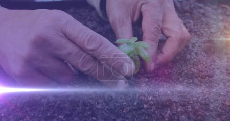 Photo for White light trail against close up of a hand planting a plant in the soil at the garden. community garden week awareness concept - Royalty Free Image
