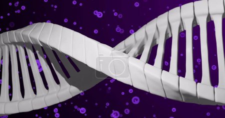 Téléchargez les photos : Image d'ADN sur des cellules violettes sur fond violet. Biologie humaine, anatomie et concept corporel image générée numériquement. - en image libre de droit