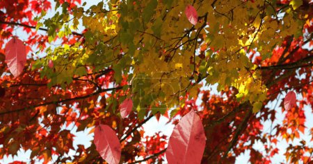 Téléchargez les photos : Image de feuilles d'automne tombant contre la vue des arbres et du ciel. Concept de saison automne et automne - en image libre de droit
