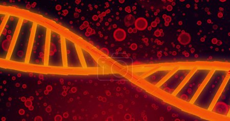 Photo for Image of dna over red cells on red background. Human biology, anatomy and body concept digitally generated image. - Royalty Free Image