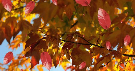 Téléchargez les photos : Image de feuilles d'automne tombant contre la vue des arbres et du ciel bleu. Concept de saison automne et automne - en image libre de droit