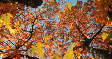 Téléchargez les photos : Image de feuilles d'automne tombant contre la vue à angle bas des arbres et du ciel bleu. Concept de saison automne et automne - en image libre de droit